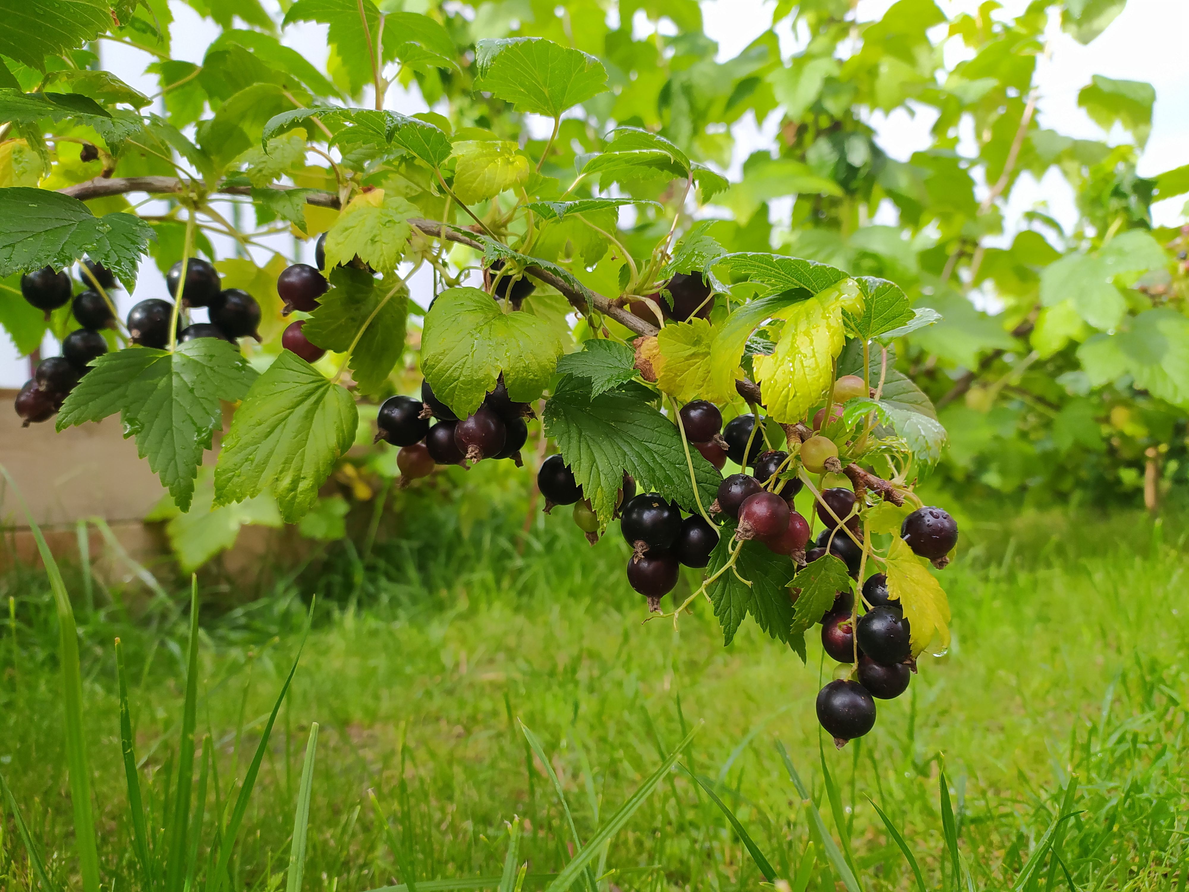 Смородина рядом с вишней можно сажать. Шпалерная формировка крыжовника. Штамбовая красная смородина. Штамбовые плодовые кустарники. Смородина рядом с вишней можно сажать.